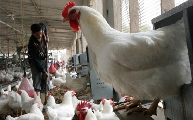 الإحصاءات: 2689 مزرعة دواجن في المملكة