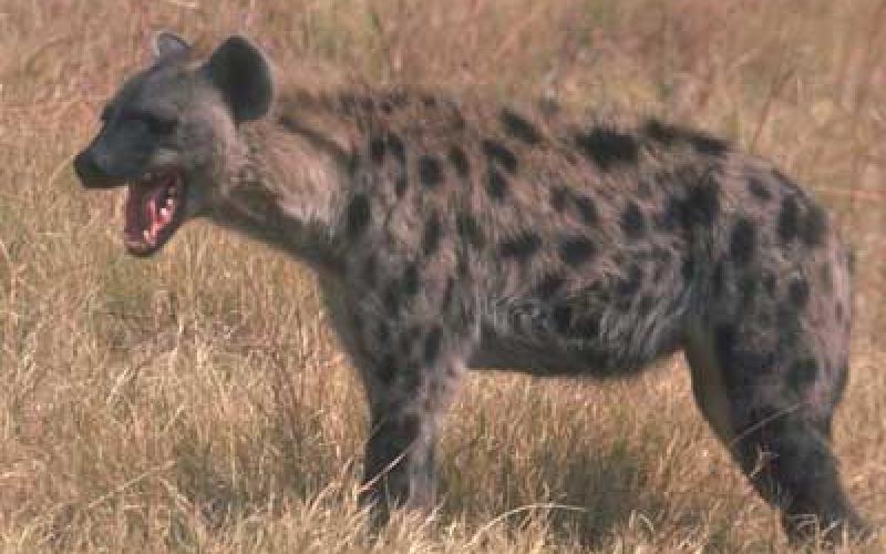 العثور على بقايا طفلة افترسها ضبع 