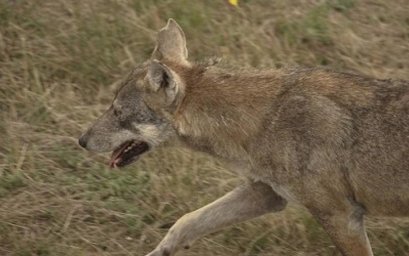 ذئاب تهاجم سكانا بمنطقة السمار في الأغوار الجنوبية