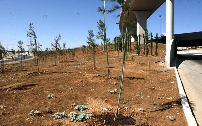 الأمانة تنهي زراعة جزر وسطية ولوبات في عدة مواقع