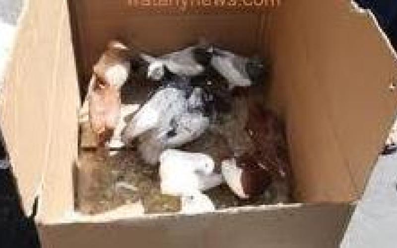 حراس العيش!!