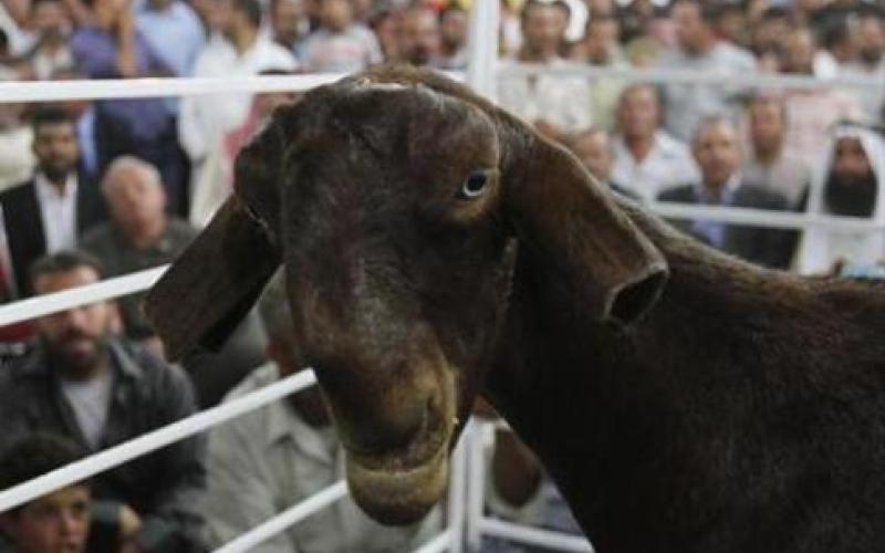 وصيف.. أجمل ماعز في الأردن 