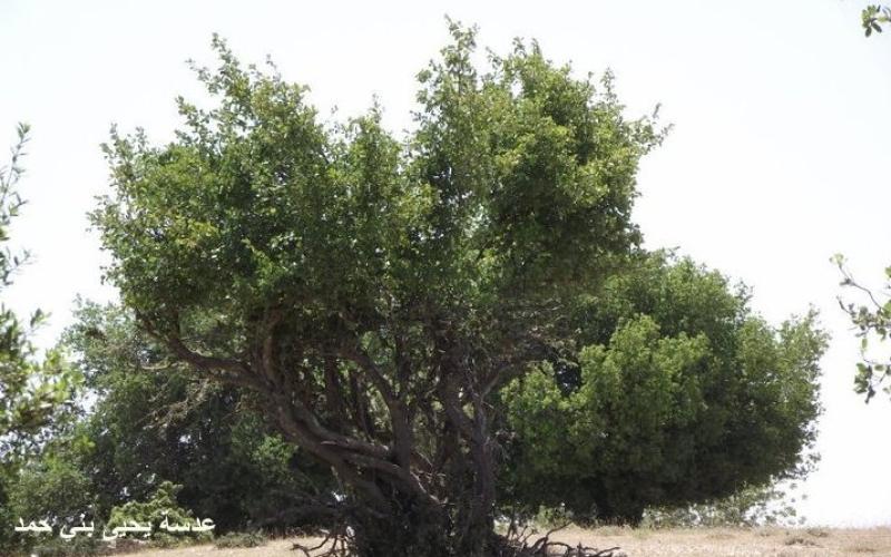 الرفاعي ردا على الكلية العسكرية في برقش: انا ضد قطع الأشجار