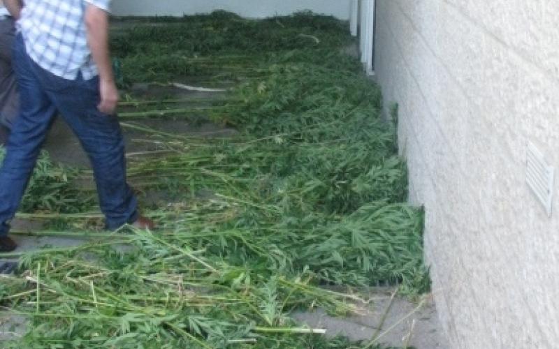 مداهمة مزرعة متخصصة في زراعة المارجوانا