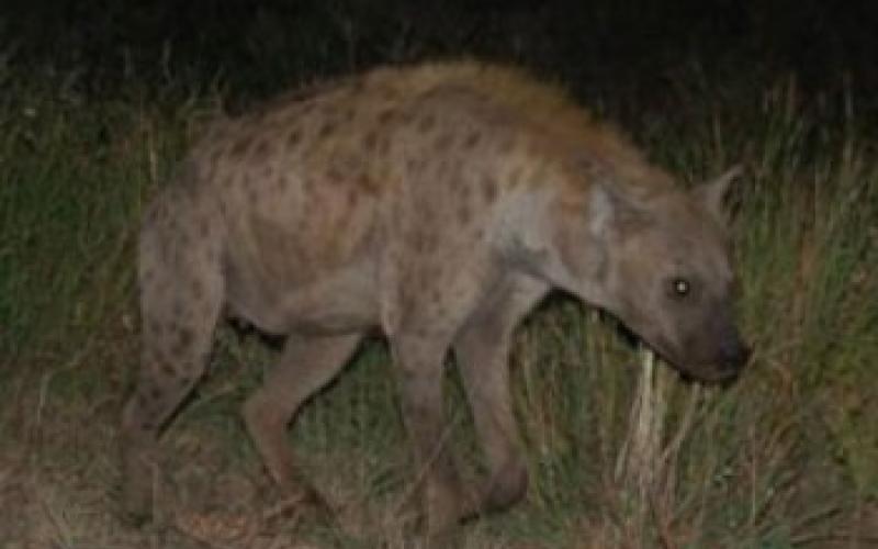 تقديم مساعدات لأسرة الطفلة فريسة الغور ومسح للأسر المعرضة للخطر