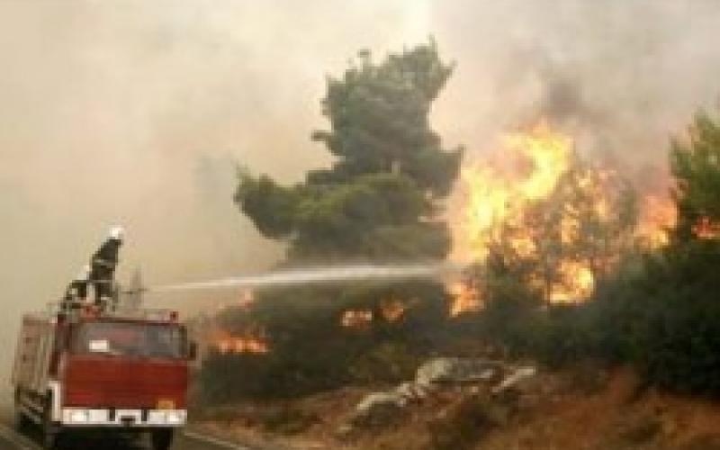 حريق يأتي على 30 شجرة مثمرة في وادي موسى