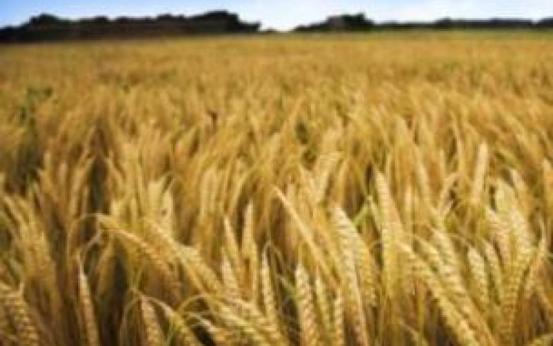 هل سيكون مشروع زراعة القمح في روسيا للقطاع الخاص