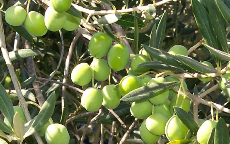 وقف تصدير الزيتون إلى إسرائيل بعد ضغوطات مدنية