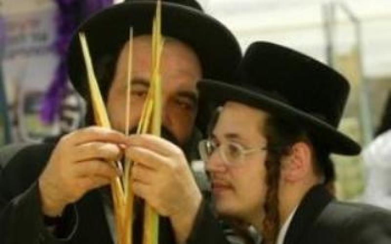 الزراعة الإسرائيلية تصادق على استيراد سعف النخيل من الأردن لعيد "المظلة"