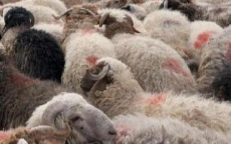 الزراعة تتعهد بعدم ارتفاع أسعار المواشي بعد إلغائها قيود التصدير للخليج