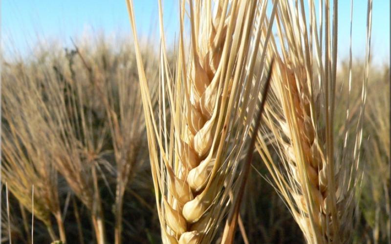 الإحصاءات: إنتاجنا من القمح يكفينا 17 يوما