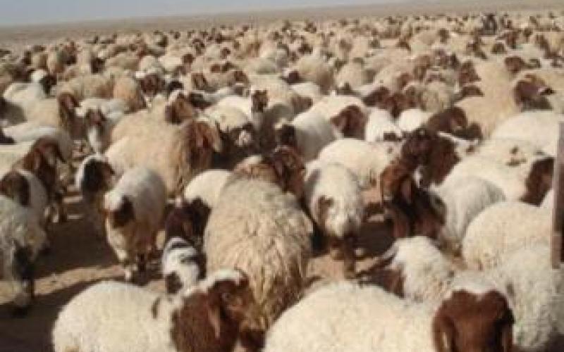 أسعاراللحوم في الأردن الأعلى عربيا