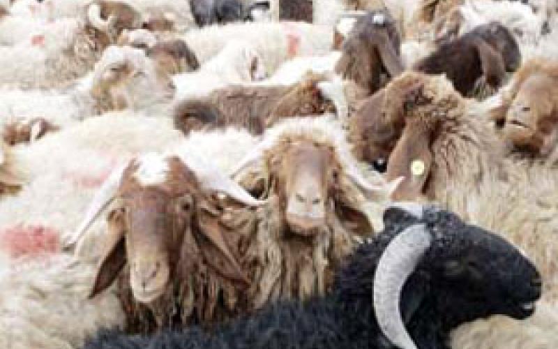 امانة عمان تستحدث مواقع جديدة لبيع الاضاحي