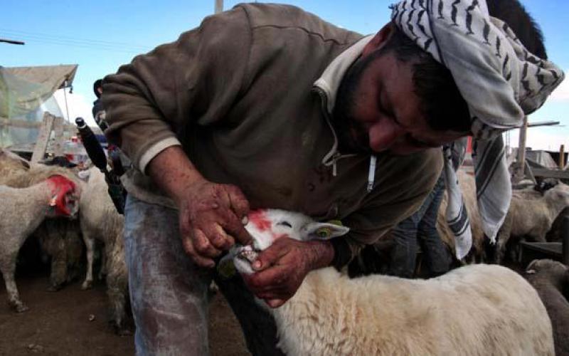صور.. الاضاحي تسيطر على ملامح العيد 