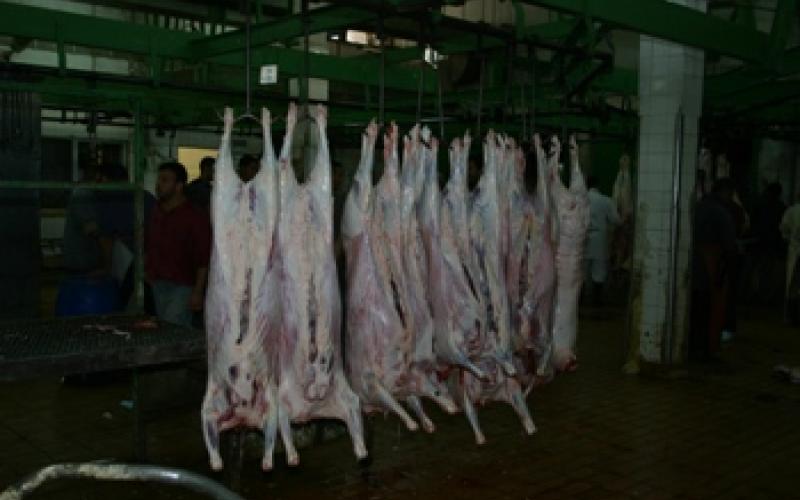 الامانة: بيع 95 الف راس غنم و 206 من الأبقار خلال العيد