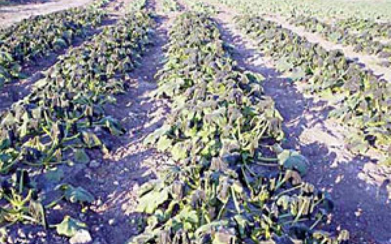 وزير الزراعة يتعهد بالنظر في مطالب مزارعي الأغوار