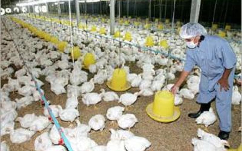 اتفاقية تنهي إضراب عمال الدواجن الوطنية