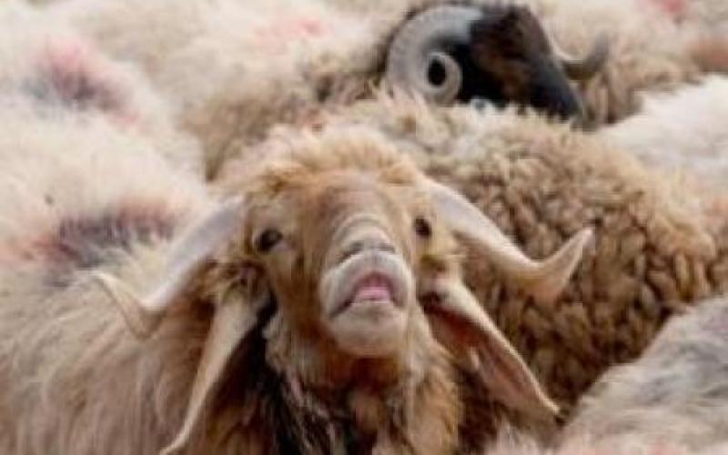 ارتفاع أسعار اللحوم لغياب اللحوم السورية وغلاء الأعلاف