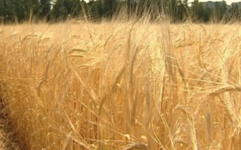 مباحثات لتزويد الأردن بمنحة قمح أمريكية