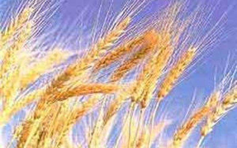 منحة قمح "أميركية" جديدة للاردن