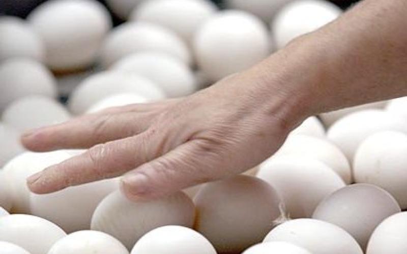 هل يهجر الأردنيون طبق البيض لارتفاع أسعاره!