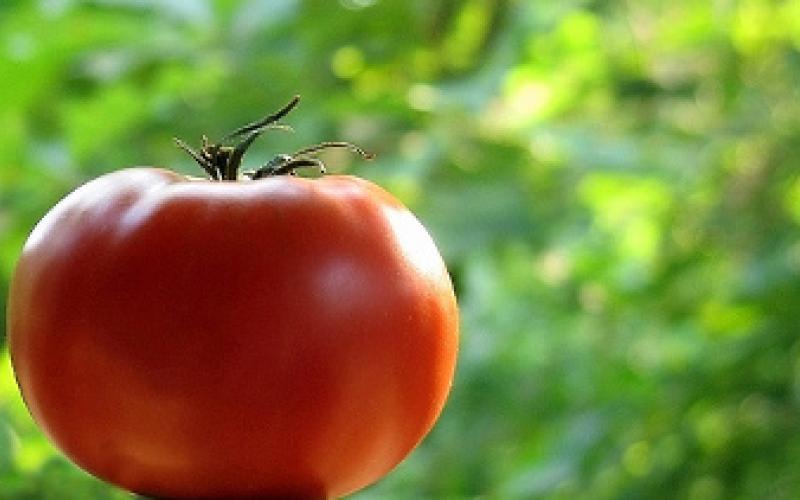 السعودية تستورد البندورة والمزارعون يتوقفون عن قطفها