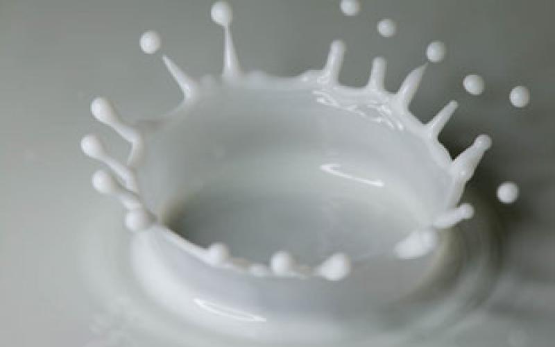 الصناعة والتجارة تحقق بارتفاع أسعار الألبان