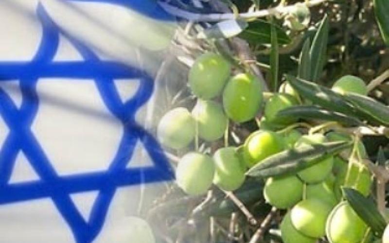 مجابهة التطبيع: ممارسات تجار ومزارعين تضر الاقتصاد الزراعي