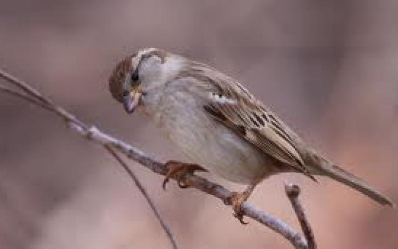 زقزقة وموت!!