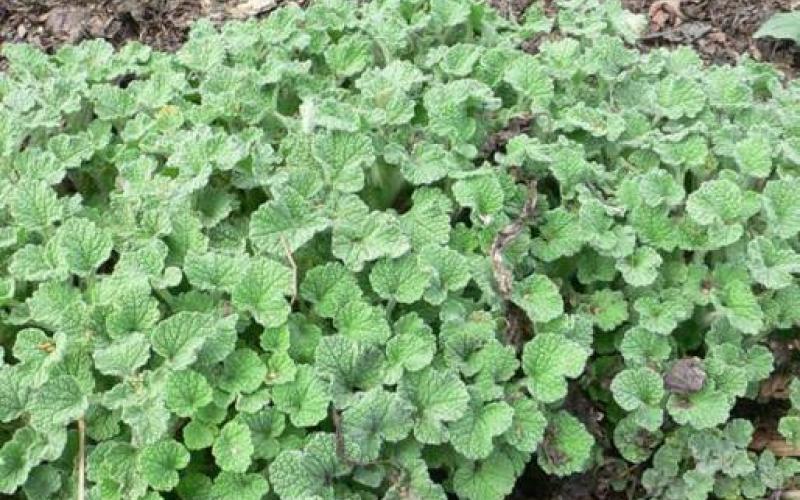 الأميرة يسمه: النباتات الطبيعية أثمن من النفط 