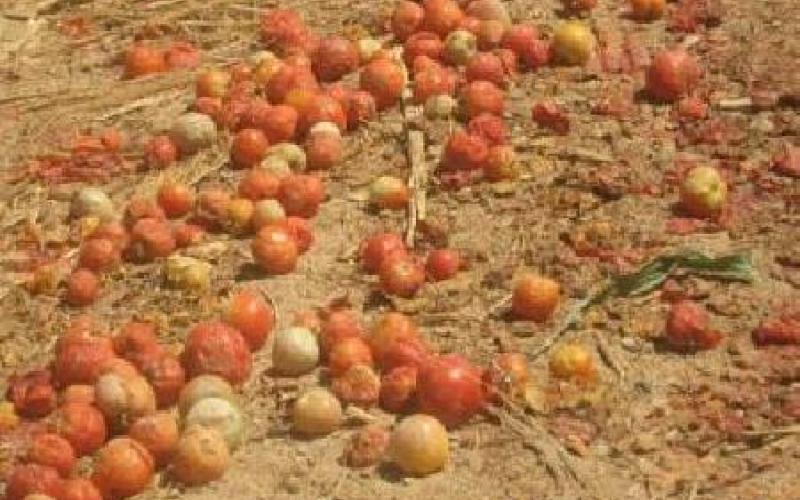 موجة الحر تلحق اضرارا بالثروة الحيوانية و الزراعية