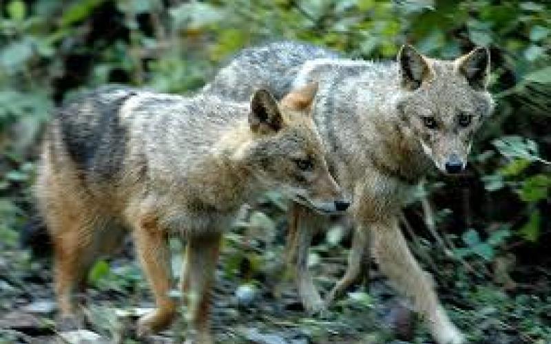 تحت خط "القهر" 