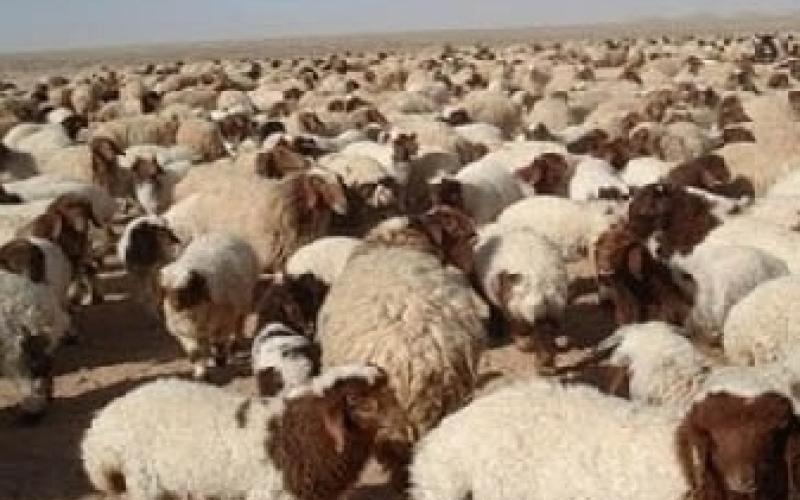 حجازي وغوشة ترفض الاستجابة لقرارات البيئة