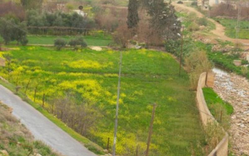 دراسة: خضراوات سيل الزرقاء وسد طلال ملوثة