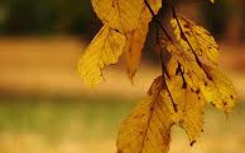 ..ذكّرني فيك 