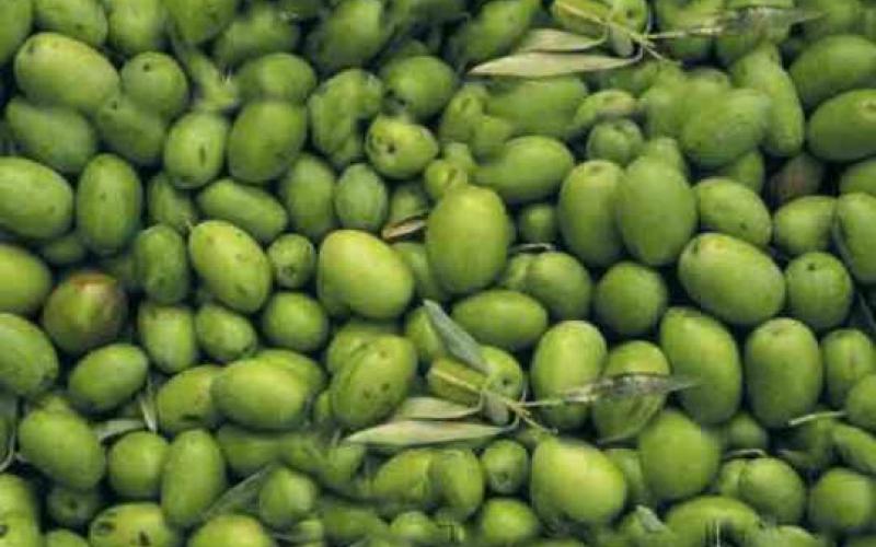 لجنة وطنية لإنشاء مجلس أعلى للزيتون 