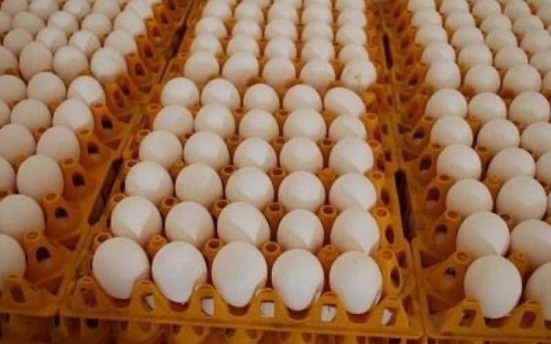 اسعار بيض المائدة وفصل الشتاء 