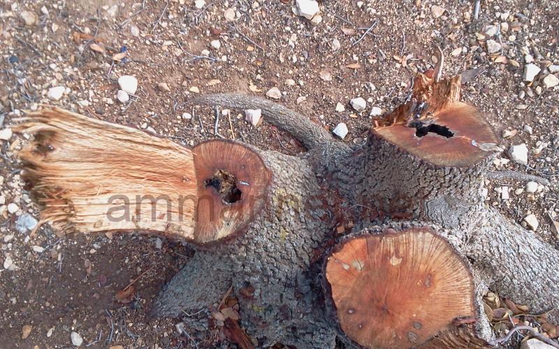 تعرضت اشجار معمرة في منطقة شطنا بإربد لحملة قطع عشوائي- عدسة محمد عرسان