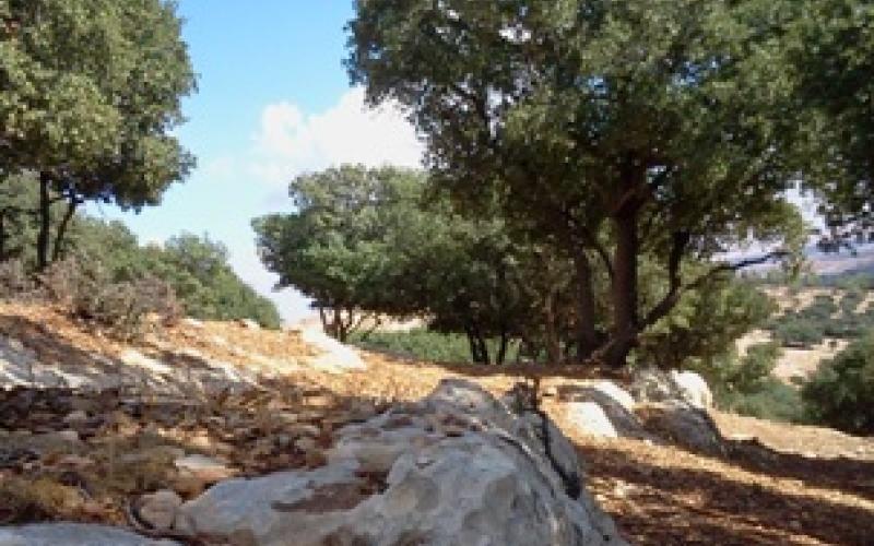 55 مخالفة اعتداء على الأشجار الحرجية في اربد منذ مطلع العام -صور