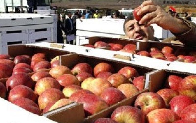 التفاح البلدي في المؤسسات الاستهلاكية قريبا 