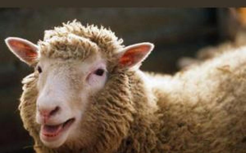 توزيع 51 رأس غنم على أسر عفيفة