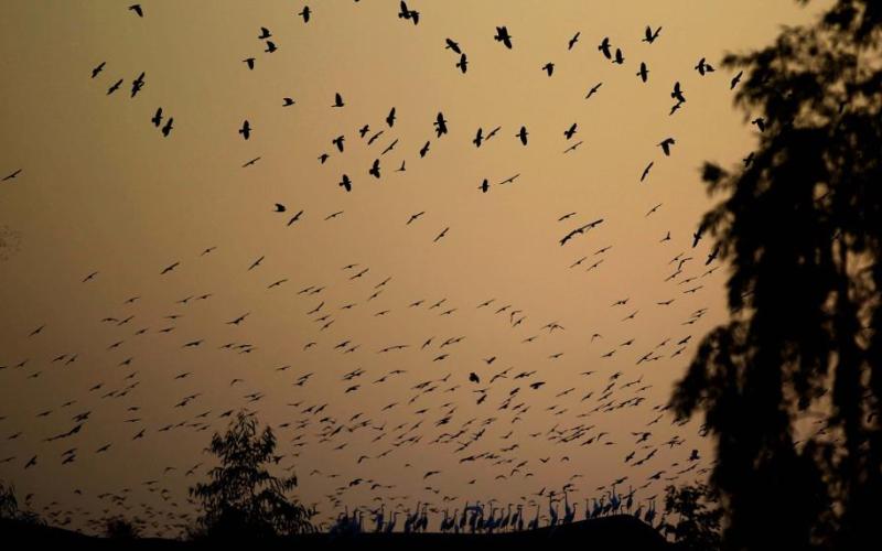 هجرة الطيور- عدسة محمد ابو غوش/ فيسبوك 