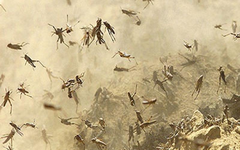 الزراعة تكافح الجراد في المناطق الغربية 