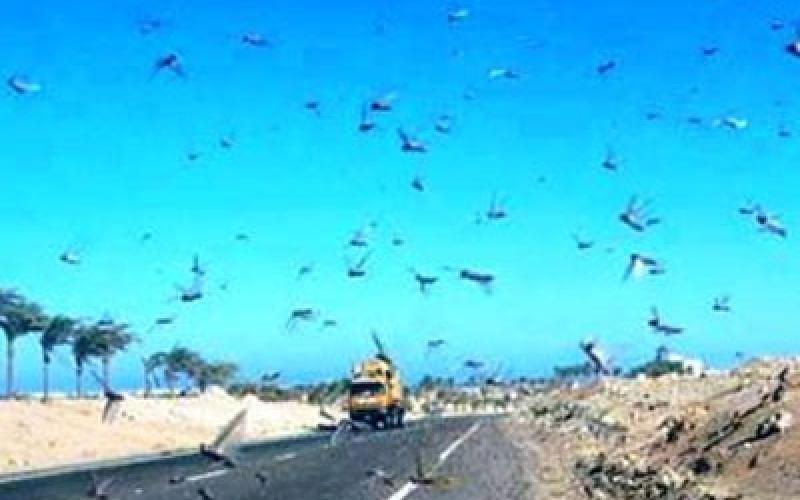 الزراعة تحذر من المواد السامة المستخدمة بمكافحة الجراد 
