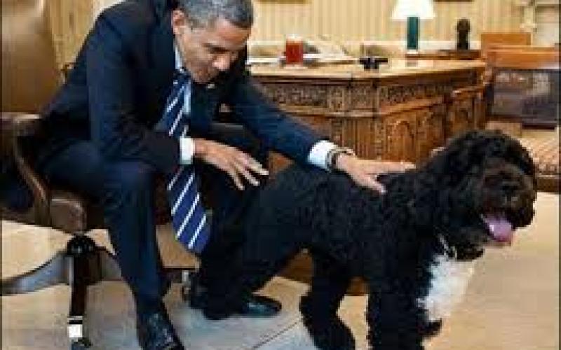 كلب الرئيس ..رئيس