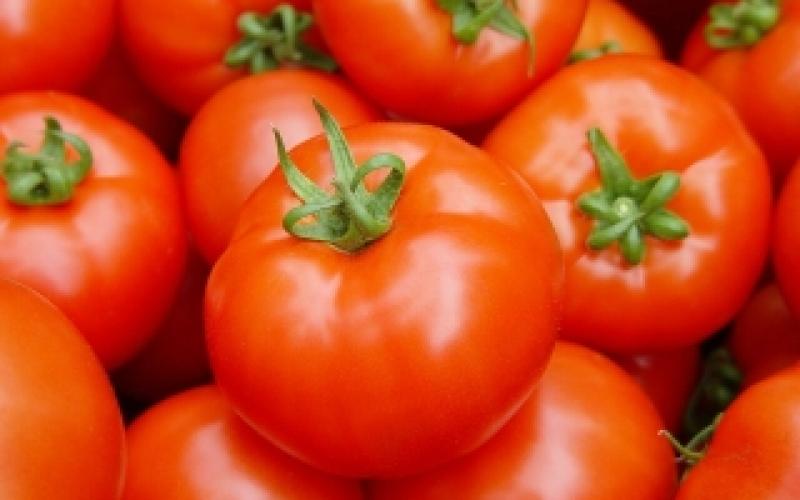 البندورة... الكيلو بدينار 