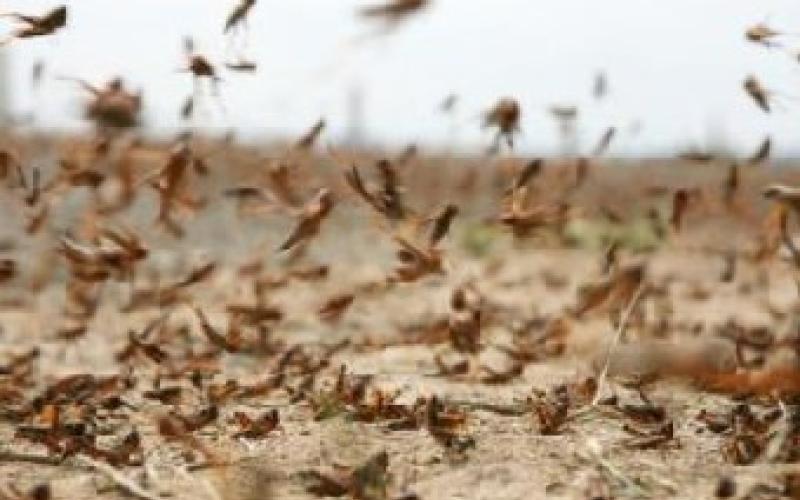 209 آلاف كلفة مكافحة الجراد والزراعة تطلب المزيد 
