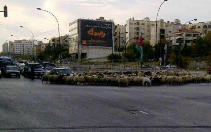 قطيع خراف في شارع القدس - بعدسة الزميل أحمد أبو حمد