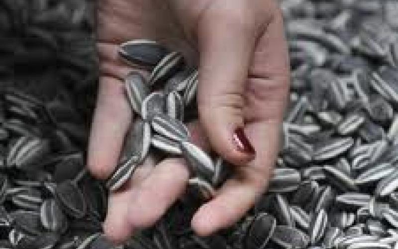 "فصفصة" وطنية!!