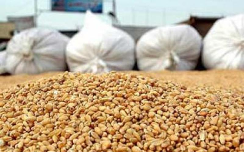 مخزون القمح في خطر 